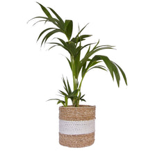 Baskets for plants natural with white stripe medium size basket with a kentia palm tree