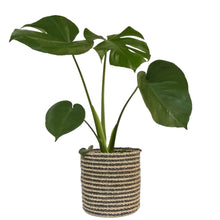 Indoor plant monstera in large size black plant basket with black stripes