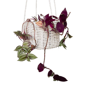 Detail view of the white hanging basket holding a plant