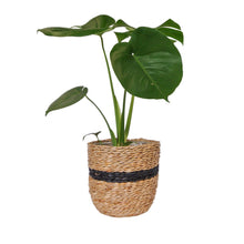 Black seagrass planter basket with lining holding an indoor plant - Monstera