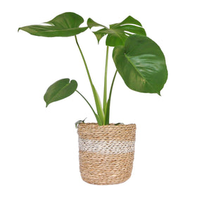 White stripe seagrass planter basket with lining holding an indoor plant - Monstera