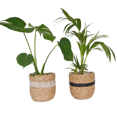 Seagrass planter baskets holding indoor plants monstera and palm tree