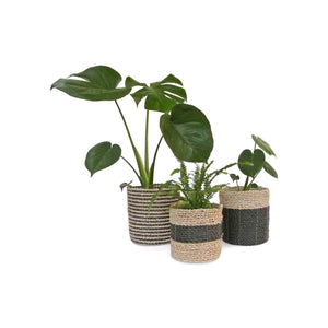 Mixed small black basket set of three styled with indoor plants Monstera and fern