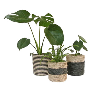 Mixed small black basket set of three with indoor plants ferns and monstera