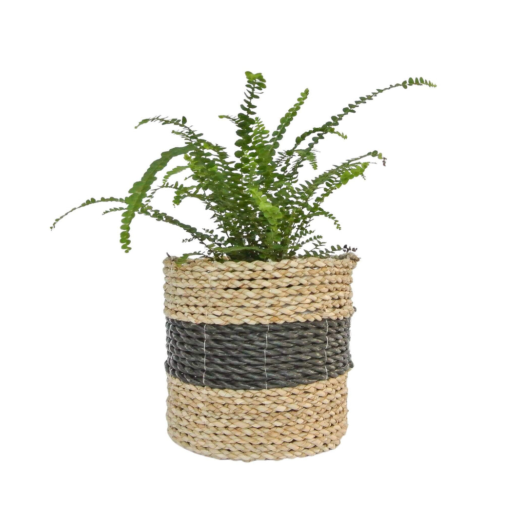 Mixed small black basket holding a small indoor fern plant