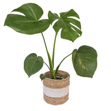 Baskets for plants natural with white stripe with a monstera plant