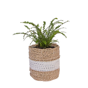 planter baskets natural with white stripe with small fern plant