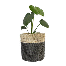 Small black basket in medium size styled with Monstera indoor plant