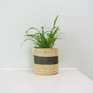 Small size black basket styled on a kitchen bench with a small indoor plant
