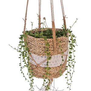 Hanging basket natural with white stripe close up view with succulent plant string of pearls