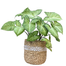 White seagrass planter basket with lining holding indoor plant - Syngonium