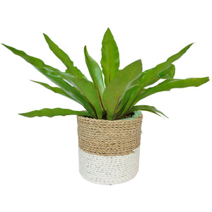 White dipped planter basket with indoor plant fern
