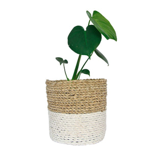 White dipped planter basket with indoor plant mini monstera