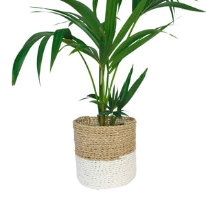 White dipped planter basket with an indoor plant Kentia Palm tree