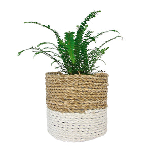 white dipped planer basket small size with indoor plant - fern 