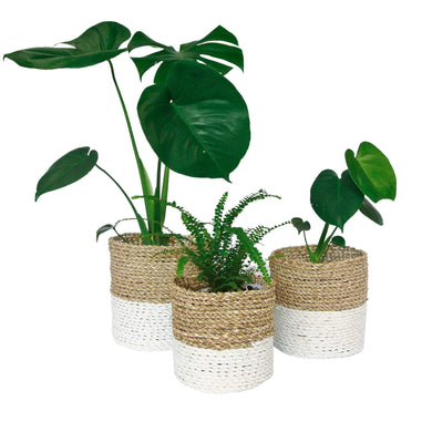 White planter baskets set of three used for indoor plants Monstera, fern and mini monstera