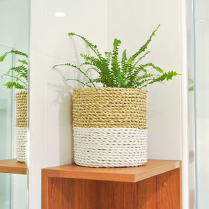 White dipped white small basket in bathroom with an indoor fern plant