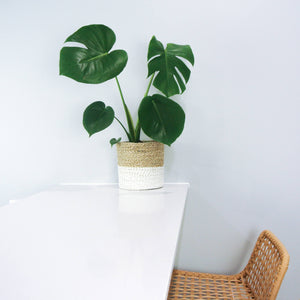 White small planter basket styled on a kitchen bench with an indoor plant - monstera