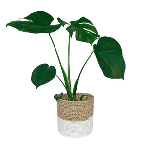 White small basket holding a monstera indoor plant