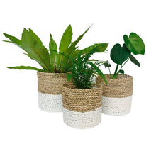 White small baskets in a set of three with indoor plants ferns and monstera
