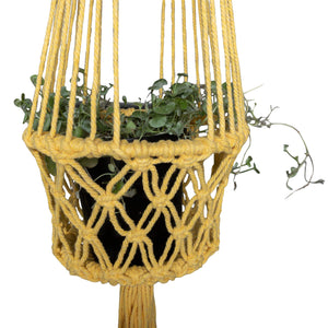 Closeup of yellow macrame plant holder styled with silver falls hanging plant